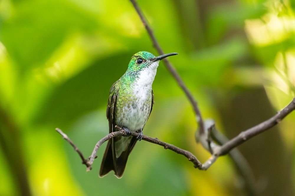 Caribbean-Trinidad-Asa Wright Nature Center White-chested emerald hummingbird on limb